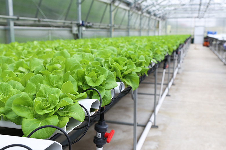 Boston Lettuce in Hydroponic Greenhouse | www.floatingkitchen.net