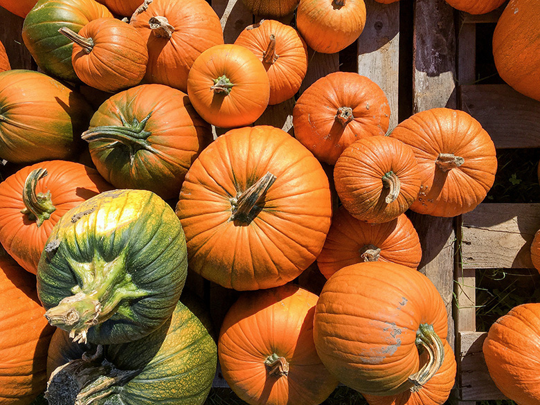 Pumpkins | www.floatingkitchen.net