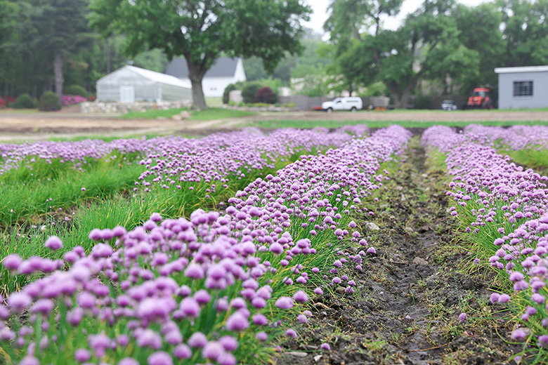 Chives growing on Donabedian Farms | www.floatingkitchen.net