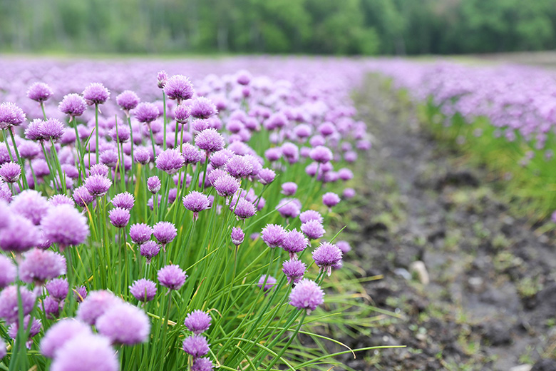 Chives growing on Donabedian Farms | www.floatingkitchen.net